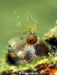 Seaweed Blenny by Matt Sullivan 